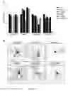 Fig. 20 - VEGF-D/VEGFR2/3-MEDIATED REGULATION OF DENDRITES
