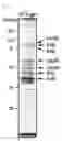 Fig. 02 - Pharmaceutical composition for inhibiting abnormal proliferation of cells
