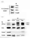 Fig. 04 - Pharmaceutical composition for inhibiting abnormal proliferation of cells