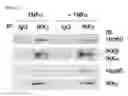 Fig. 05 - Pharmaceutical composition for inhibiting abnormal proliferation of cells