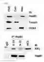 Fig. 06 - Pharmaceutical composition for inhibiting abnormal proliferation of cells