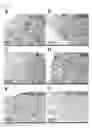 Fig. 07 - Pharmaceutical composition for inhibiting abnormal proliferation of cells