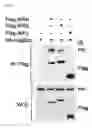 Fig. 08 - Pharmaceutical composition for inhibiting abnormal proliferation of cells