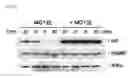 Fig. 20 - Pharmaceutical composition for inhibiting abnormal proliferation of cells