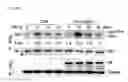 Fig. 28 - Pharmaceutical composition for inhibiting abnormal proliferation of cells