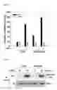 Fig. 30 - Pharmaceutical composition for inhibiting abnormal proliferation of cells
