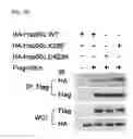 Fig. 34 - Pharmaceutical composition for inhibiting abnormal proliferation of cells