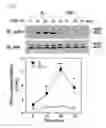 Fig. 37 - Pharmaceutical composition for inhibiting abnormal proliferation of cells