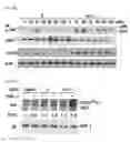 Fig. 43 - Pharmaceutical composition for inhibiting abnormal proliferation of cells