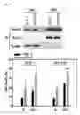 Fig. 45 - Pharmaceutical composition for inhibiting abnormal proliferation of cells