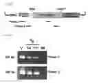 Fig. 46 - Pharmaceutical composition for inhibiting abnormal proliferation of cells