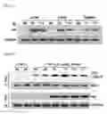 Fig. 47 - Pharmaceutical composition for inhibiting abnormal proliferation of cells