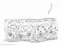 Fig. 01 - Absorbent structure