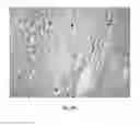 Fig. 07 - DETECTION OF UNHEALTHY BONE MARROW-DERIVED CELL FOR DISEASE PREDISPOSITIONS