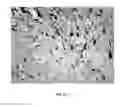 Fig. 08 - DETECTION OF UNHEALTHY BONE MARROW-DERIVED CELL FOR DISEASE PREDISPOSITIONS