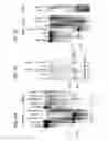 Fig. 06 - RNAI IN BUDDING YEAST
