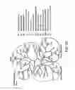 Fig. 08 - RNAI IN BUDDING YEAST
