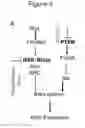 Fig. 16 - Methods and compositions for stem cell self-renewal