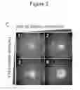 Fig. 18 - Methods and compositions for stem cell self-renewal
