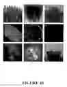 Fig. 47 - Angiogenin Expression in Plants