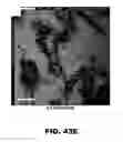 Fig. 69 - Compounds and methods for treating bacterial infections