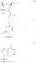 Fig. 02 - NOVEL 3'-DEOXY-3'-METHYLIDENE-BETA-L-NUCLEOSIDES