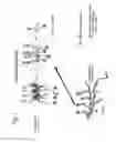 Fig. 02 - Calixarene-based peptide conformation mimetics, methods of use, and methods of making