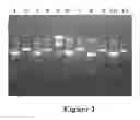 Fig. 02 - Method of reducing glycosylation of proteins, processes and proteins thereof
