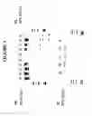 Fig. 02 - SMALL RNA PURIFICATION