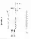Fig. 07 - SMALL RNA PURIFICATION