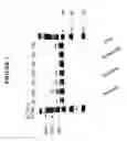 Fig. 08 - SMALL RNA PURIFICATION