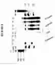 Fig. 09 - SMALL RNA PURIFICATION