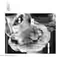 Fig. 03 - Methods and apparatus for atrioventricular valve repair