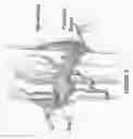 Fig. 03 - Methods and compositions to enhance bone growth comprising a statin