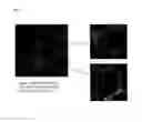 Fig. 09 - Peptide inhibiting differentiation of hematopoietic stem cells or hematopoietic precursor cells and use of same