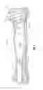 Fig. 02 - Abdominal Exercise Apparatus