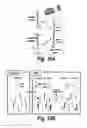 Fig. 12 - NUCLEIC ACID DETECTION AND QUANTIFICATION BY POST-HYBRIDIZATION LABELING AND UNIVERSAL ENCODING