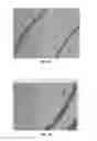 Fig. 15 - BMP-2 Upregulating Compounds For Healing Bone Tissue And Screening Methods For Selecting Such Compounds