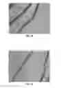 Fig. 18 - BMP-2 Upregulating Compounds For Healing Bone Tissue And Screening Methods For Selecting Such Compounds
