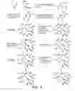 Fig. 08 - Synthesis of epothilones, intermediates thereto and analogues thereof