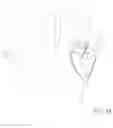 Fig. 12 - GOLF GLOVE