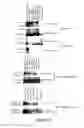 Fig. 21 - Chimeric polynucleotides and polypeptides enabling the secretion of a polypeptide of interest in combination with exosomes and uses thereof