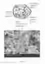 Fig. 02 - Graphene-enabled vanadium oxide cathode and lithium cells containing same