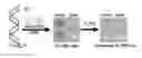 Fig. 01 - Cross-coupled peptide nucleic acids for detection of nucleic acids of pathogens