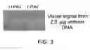 Fig. 03 - Cross-coupled peptide nucleic acids for detection of nucleic acids of pathogens