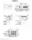 Fig. 02 - Mechanism and Method for Regulating Glycogen Synthase Kinase 3 (GSK3)-Related Kinases