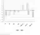 Fig. 49 - Transformation of algae for increasing lipid production