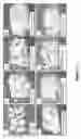 Fig. 02 - Dry glassy composition comprising a bioactive material