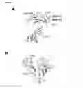 Fig. 09 - Albumin variants