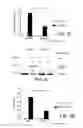 Fig. 08 - Method and compositions for treating cancer and related methods